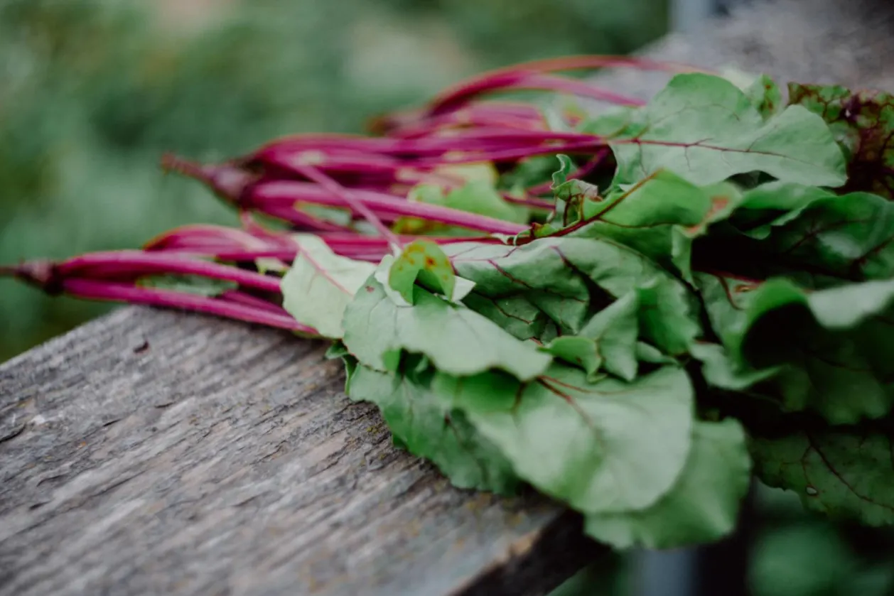 top 10 healing foods swiss chard